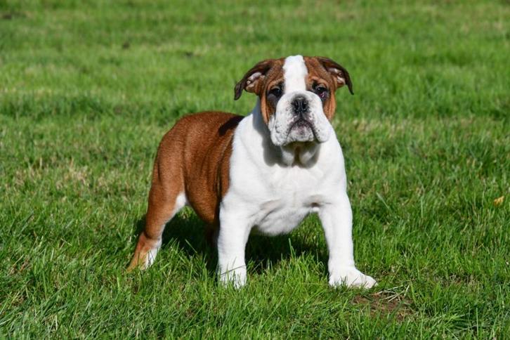 Engelse Bulldog pups te koop, Dieren en Toebehoren, Honden | Bulldogs, Pinschers en Molossers, Reu, Bulldog, Fokker | Professioneel