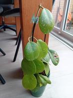 Hoya Obovata. Hele plant!, Huis en Inrichting, Kamerplanten, Ophalen of Verzenden, Overige soorten, Minder dan 100 cm