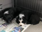 Twee Prachtige ras zuivere Australian Shepherd Pups!, Overige rassen, Meerdere, Meerdere dieren, Nederland