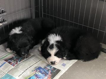 Twee Prachtige ras zuivere Australian Shepherd Pups! beschikbaar voor biedingen
