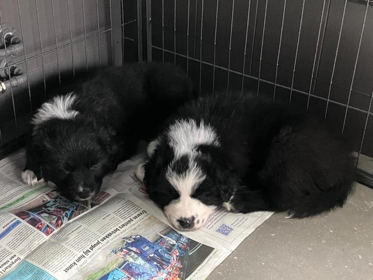 Twee Prachtige ras zuivere Australian Shepherd Pups!, Dieren en Toebehoren, Honden | Herdershonden en Veedrijvers, Meerdere dieren
