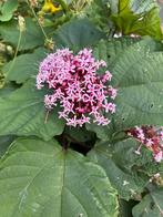 Pindakaas Plant Stekjes, Vaste plant, Halfschaduw, Zomer, Ophalen