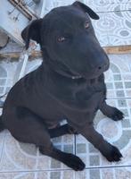 polar een schat van een hond!, Dieren en Toebehoren, Honden | Niet-rashonden, België, Particulier, Rabiës (hondsdolheid), 15 weken tot 1 jaar