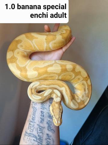 1.0 banana enchi special koningspython python regius  beschikbaar voor biedingen