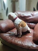 Pocket bully pup, Dieren en Toebehoren, 15 weken tot 1 jaar, Reu, Meerdere, Nederland