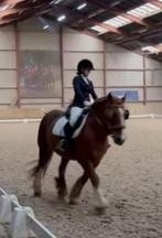 verzorg/bijrijd pony/paard gezocht Arnhem en omstreken!, Dieren en Toebehoren, Stalling en Weidegang