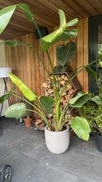 Te koop grote Strellitzia. Bij ons te groot in huis, Huis en Inrichting, Kamerplanten, Verzenden, Overige soorten