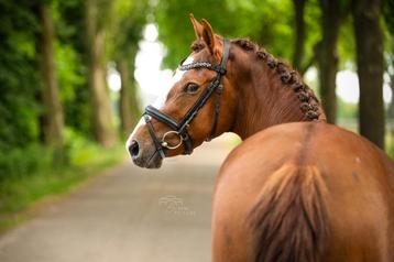 Super brave vos pony beschikbaar voor biedingen