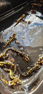 Vuursalamanders Salamandra Salamandra terrestris, Dieren en Toebehoren, Reptielen en Amfibieën, 0 tot 2 jaar