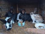 Mooie Lotharingers, Dieren en Toebehoren, Konijnen, Meerdere dieren, Groot