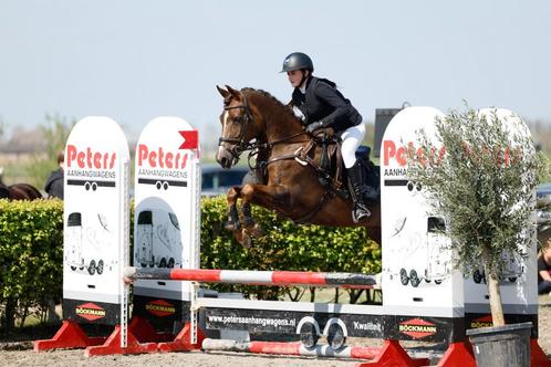Allround/spring/dressuur pony te koop, Dieren en Toebehoren, Paarden, Merrie, M, Minder dan 160 cm, 11 jaar of ouder, Springpaard