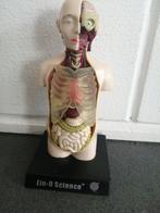 LEUK KLEIN KUNSTSTOF ANATOMISCH MODEL HOOGTE 16X8 CM, Antiek en Kunst, Curiosa en Brocante, Ophalen of Verzenden
