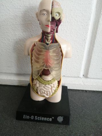 LEUK KLEIN KUNSTSTOF ANATOMISCH MODEL HOOGTE 16X8 CM beschikbaar voor biedingen