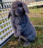 Dwerg Hangoor 1,5jaar Grijs, Mannelijk, Dwerg, Hangoor, 0 tot 2 jaar