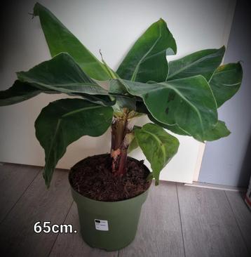 Musa bananen plant. 65cm.