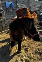 Pony, Dieren en Toebehoren, Pony's, Merrie, 0 tot 2 jaar, Ontwormd, Onbeleerd