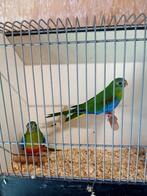 Roodbuik Turqusine parkieten, Dieren en Toebehoren, Meerdere dieren, Parkiet