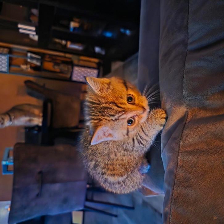Te koop Britse korthaar kitten, Dieren en Toebehoren, Katten en Kittens | Raskatten | Korthaar, Poes, 0 tot 2 jaar, Ontwormd