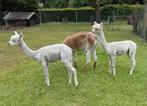 Alpaca hengstjes 2 stuks, Dieren en Toebehoren, Overige Dieren, Juli, Mannelijk
