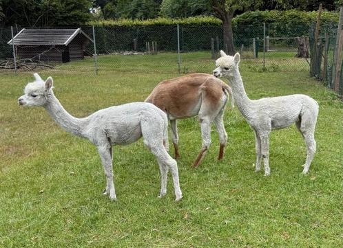 Alpaca hengstjes 2 stuks, Dieren en Toebehoren, Overige Dieren, Mannelijk, Juli