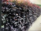 Fagus sylv. Atrop. (rode, bladhoudende haagbeuk) div. maten, Ophalen, Zomer, Overige soorten, Volle zon