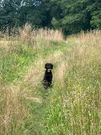 Gezocht: Honden oppas Labradoodle, Dieren en Toebehoren, Ophalen of Verzenden
