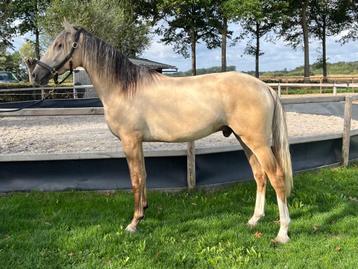 Aparte 2,5 jarige Palomino ruin ️  beschikbaar voor biedingen