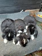 3 lieve Franse Hangoor voedsters  ouders aanwezig, Dieren en Toebehoren, Vrouwelijk, Groot, Hangoor, 0 tot 2 jaar