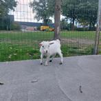 Geitenbok, Dieren en Toebehoren, Schapen, Geiten en Varkens, Mannelijk, Geit, 0 tot 2 jaar