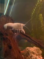 Snow white kreeften, Dieren en Toebehoren, Vissen | Aquariumvissen, Kreeft, Krab of Garnaal, Zoetwatervis