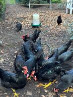 Zwarte leghornkip, Dieren en Toebehoren, Pluimvee, Meerdere dieren, Kip