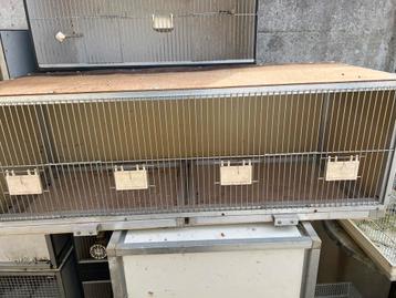 Broedkooi beschikbaar voor biedingen