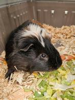 Cavia man / indien mogelijk ruilen voor cavia vrouw, Mannelijk, Cavia, Na 1 juli 2024, Tam