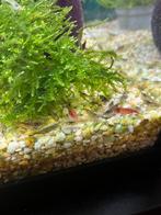 Garnalen mix kleur, Kreeft, Krab of Garnaal