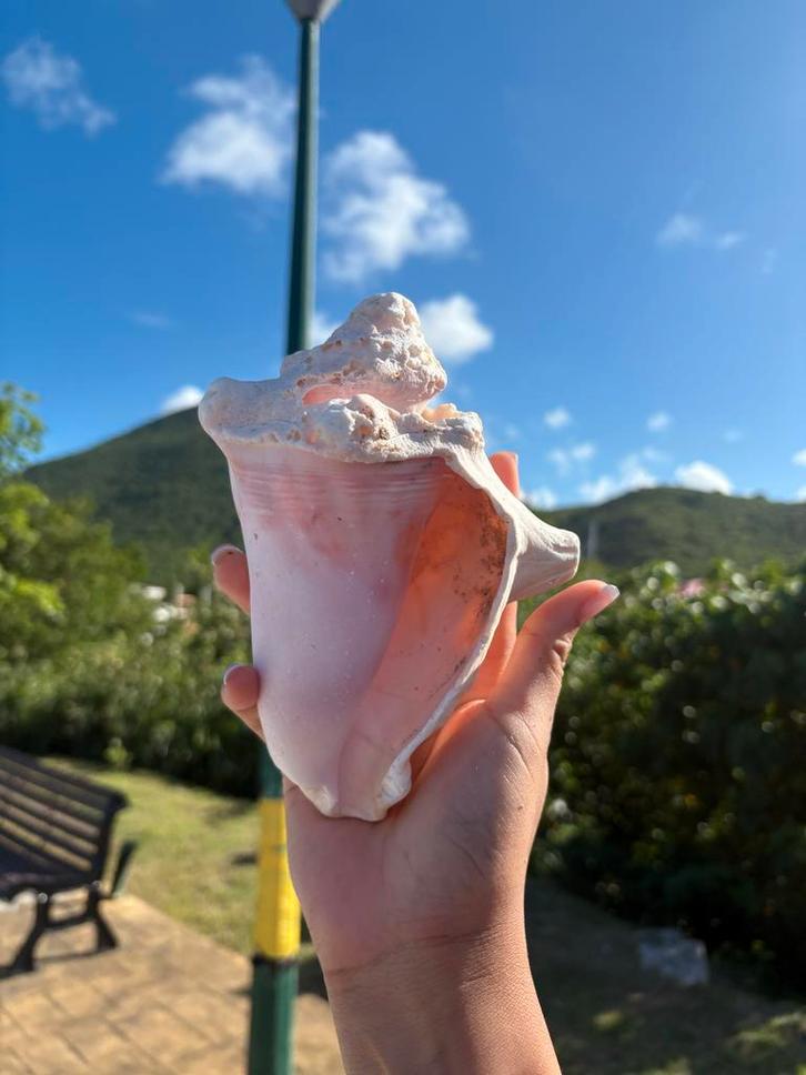 Grote roze conch schelp – gevonden op strand in Sint Maarten, Verzamelen, Dierenverzamelingen, Gebruikt, Beeldje of Figuurtje