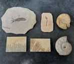 Fossiel en dendriet, Verzamelen, Mineralen en Fossielen, Ophalen of Verzenden, Fossiel