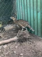 Koningsfazant koppels, Dieren en Toebehoren, Pluimvee, Meerdere dieren, Overige soorten