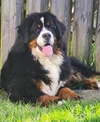 Goedgekeurde dekreu bernersennen HD A en ED vrij., Particulier, Rabiës (hondsdolheid), Reu, 1 tot 2 jaar