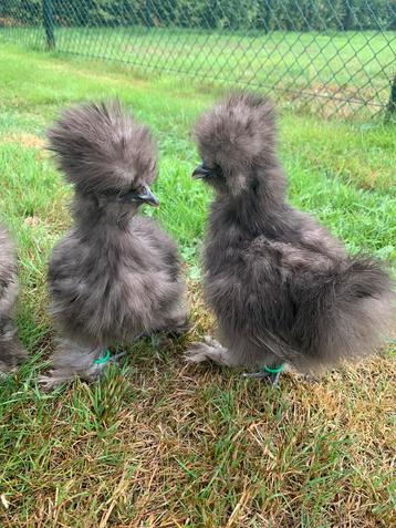 3 Choco hennen 🐥Usa zijdehoen 11wk geent 💯% hen garantie✅ beschikbaar voor biedingen