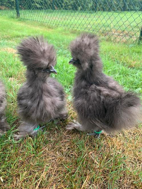3 Choco hennen 🐥Usa zijdehoen 11wk geent 💯% hen garantie✅, Dieren en Toebehoren, Pluimvee, Kip, Vrouwelijk