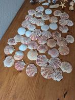 Grote Zak Sier Schelpen - Bijna 1 kg, Ophalen of Verzenden