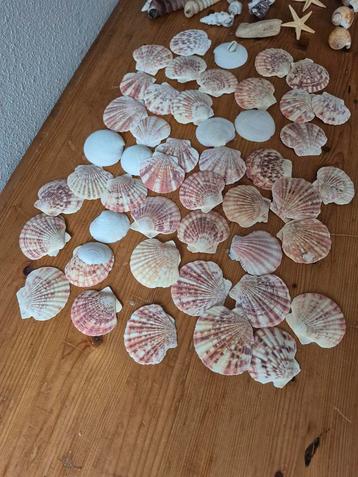 Grote Zak Sier Schelpen - Bijna 1 kg beschikbaar voor biedingen
