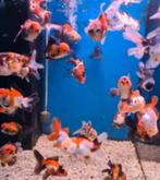 Handpick Oranda, RozentailGoudvis 10 / 12 cm - Koidreams