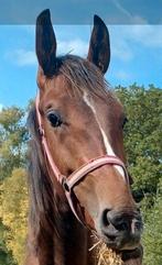Prachtige KWPN hengst te koop!, Dieren en Toebehoren, Paarden, Dressuurpaard, Hengst, 3 tot 6 jaar, Gechipt