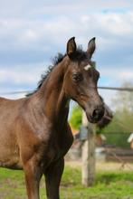 Kleinschalige veulen opfok, Dieren en Toebehoren, Merrie, 0 tot 2 jaar