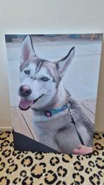 Canvas Siberische husky, Ophalen of Verzenden, Nieuw, 50 tot 75 cm, Schilderij