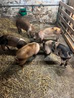 Biggen varken, Dieren en Toebehoren, Meerdere dieren, Varken, 0 tot 2 jaar