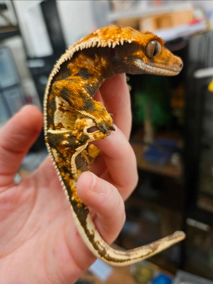 Wimpergekko- crested gecko- wimper gekko