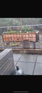 Planten bak, Verzenden, Nieuw, Vierkant, Hout