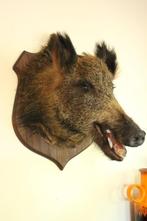 Taxidermie opgezette everzwijn kop, Ophalen of Verzenden, Gebruikt, Wild dier, Gewei of Kop